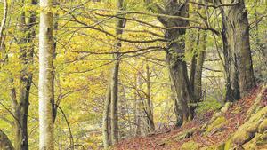 Otoño, tiempo  de bosques