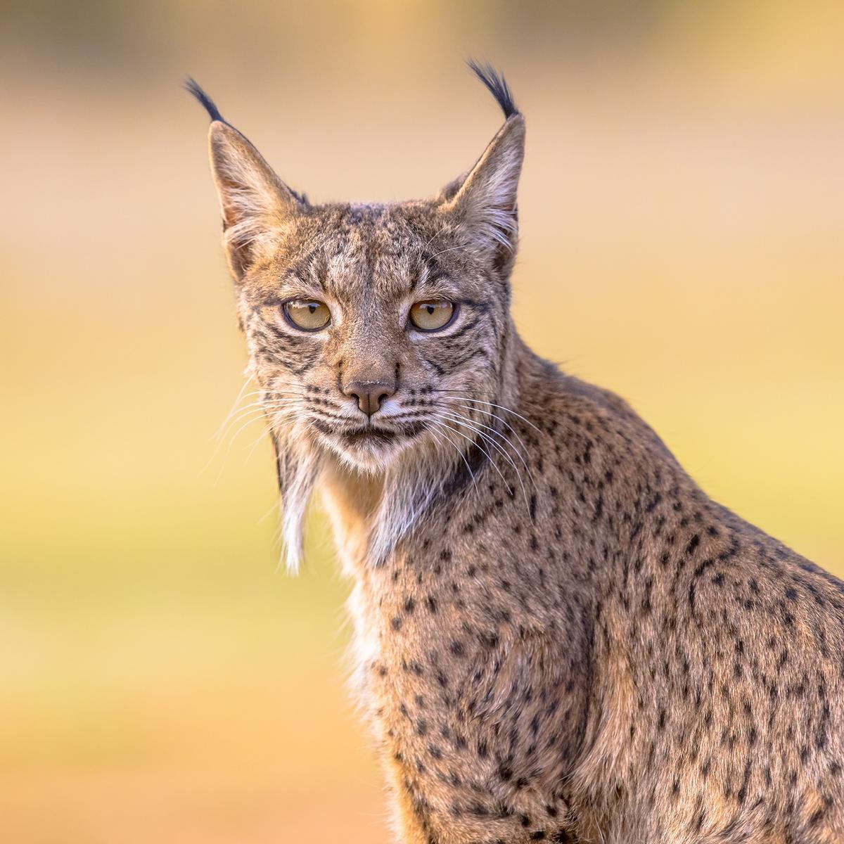 Primer plano de un lince ibérico
