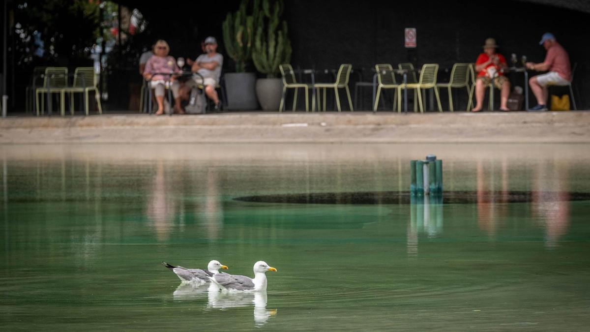 Dos gaviotas se refrescan en el lago de la plaza de España en Santa Cruz de Tenerife durante el episodio de calor de abril.