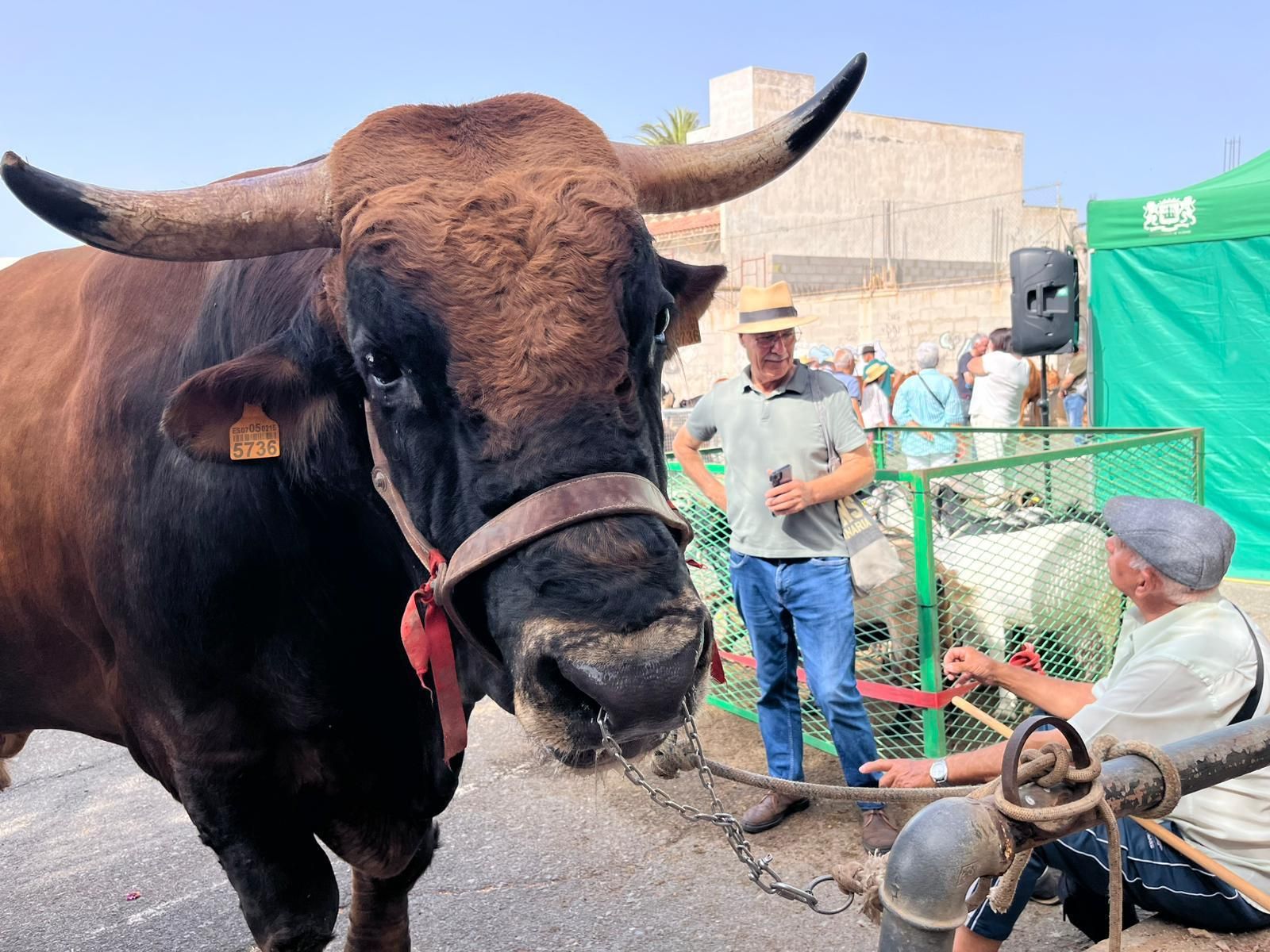 El calor cancela actos en las fiestas en honor a San Pedro y San Pablo de Ingenio