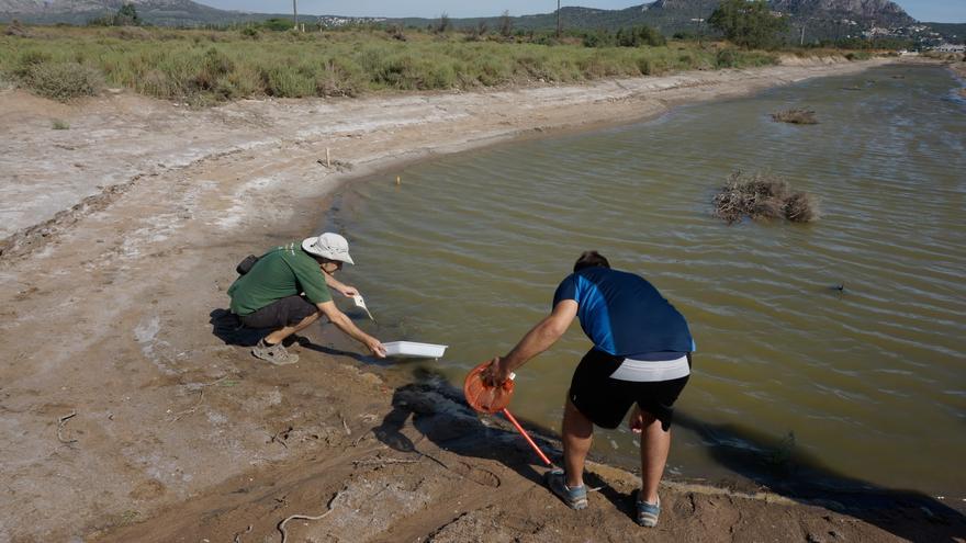 Un estudi alerta de la presència de microplàstics a les llacunes de la Pletera