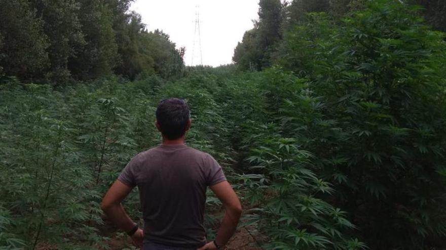 Els Mossos troben més de 8.500 plantes de marihuana a les lleres del Fluvià