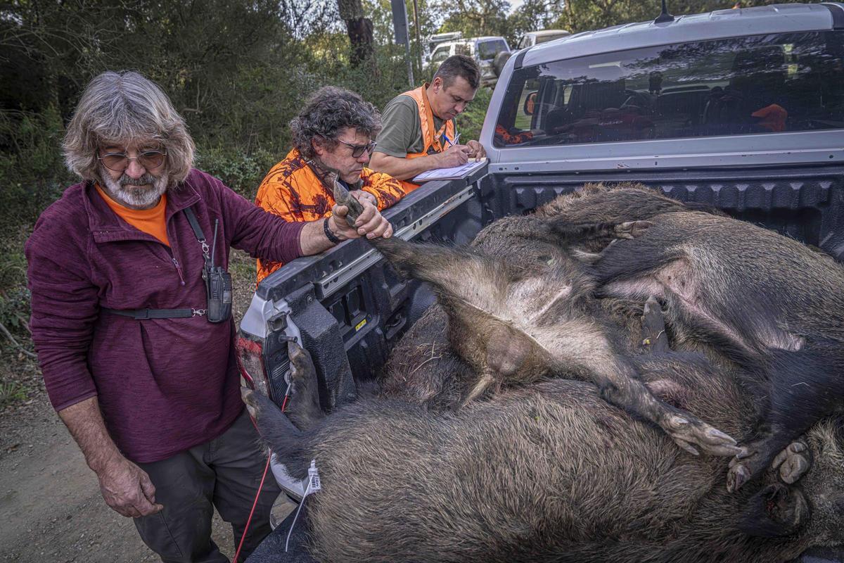 Así funciona una batida de caza en Girona: seguridad, convivencia y control del jabalí