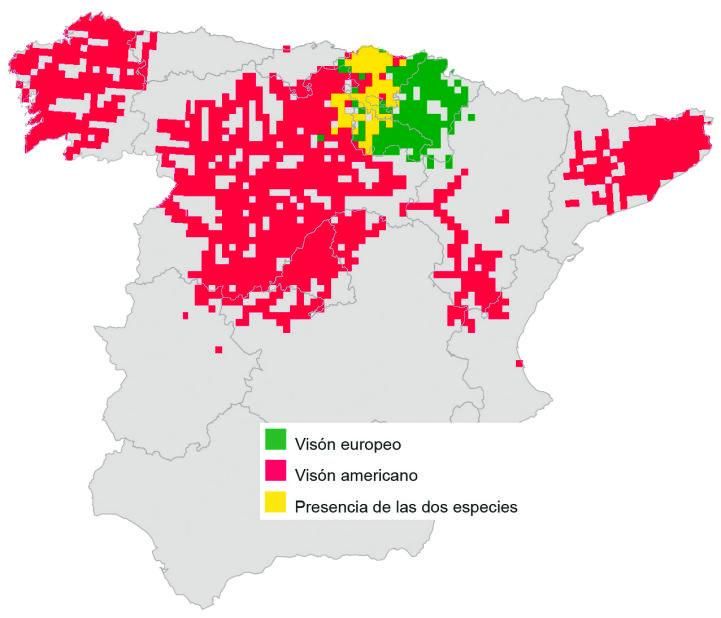 Presencia de visón europeo y americano en España