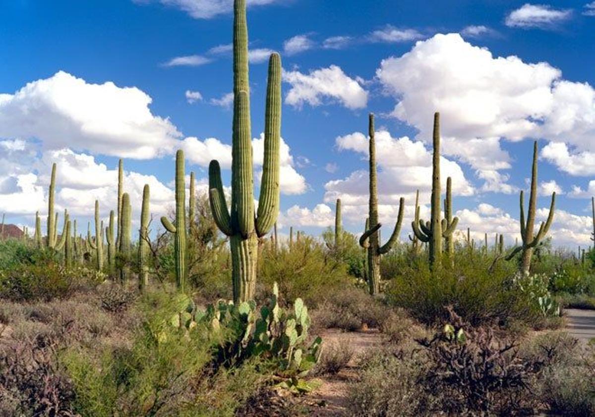 El saguaro, es ese gigantesco cactus visto en infinidad de cintas del Viejo Oeste.