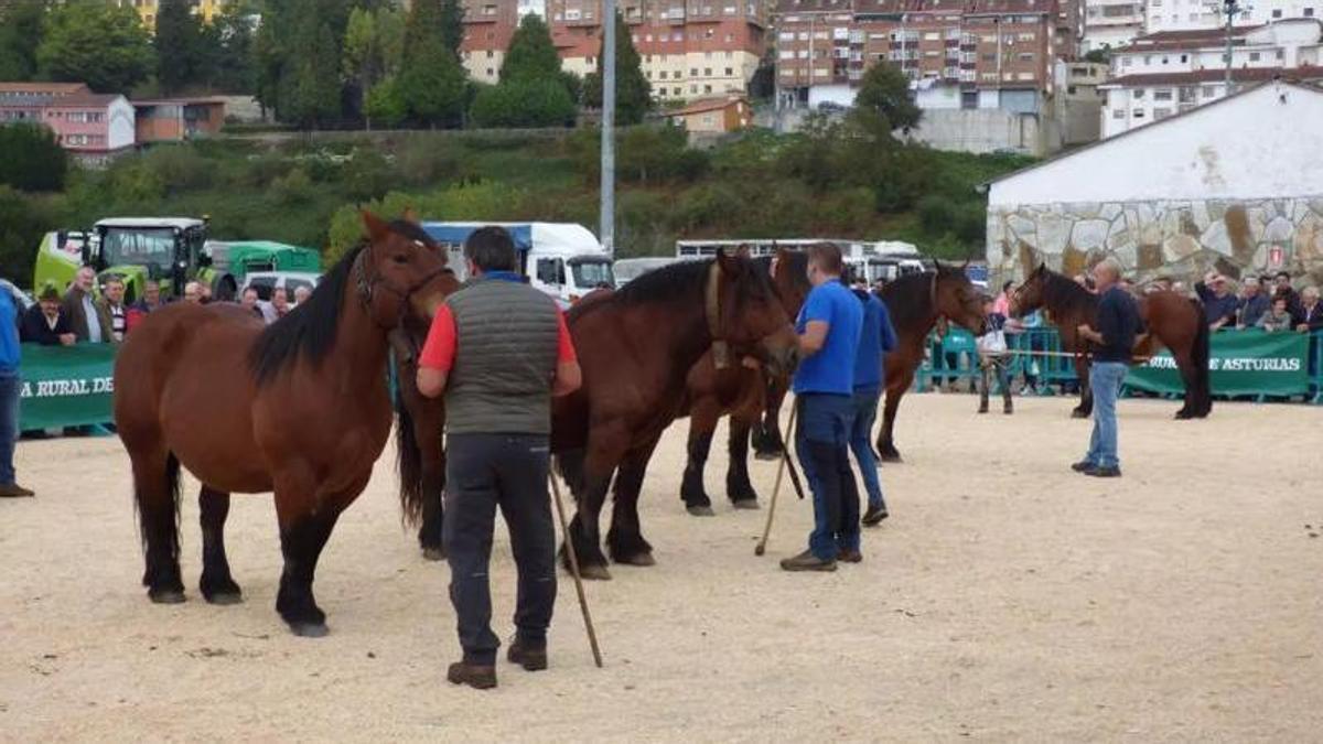 Una de las rondas clasificatorias del concurso de caballos de tiro en una edición anterior.