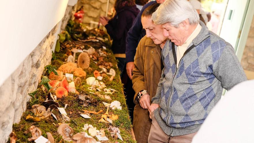 L&#039;exposició de bolets és un dels punts centrals de la fira