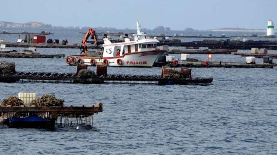 Bateas de mejillón en la costa gallega. / iñaki abella