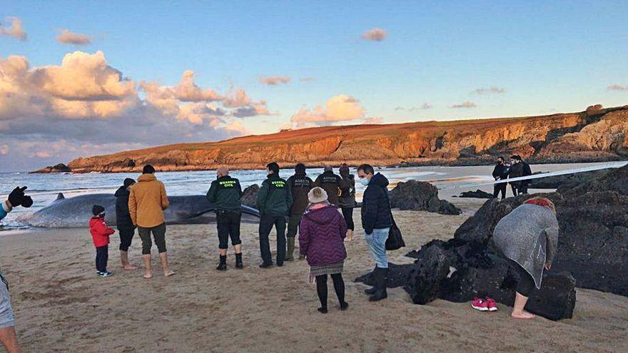 Vara en la playa tapiega de Serantes un rorcual boreal de 13 metros de largo y 15 toneladas