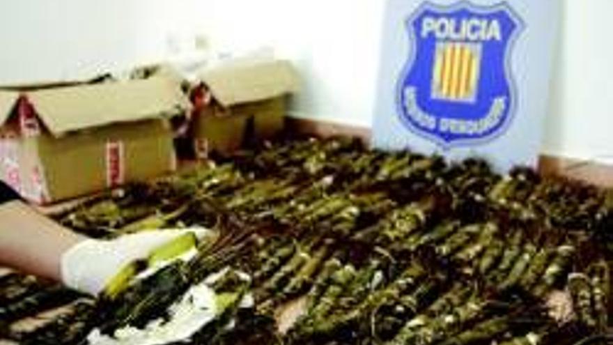 Los Mossos se incautan del primer alijo de ´khat´, la droga de Africa