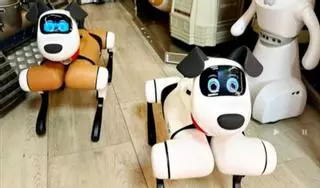 Perros "robot sociales" para el centro de FP Ciudad de Zamora