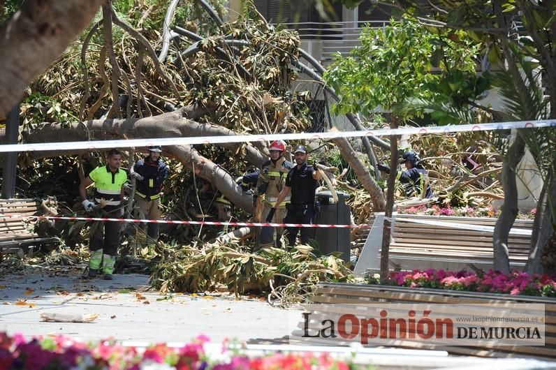 Cae parte del ficus de Santo Domingo en Murcia