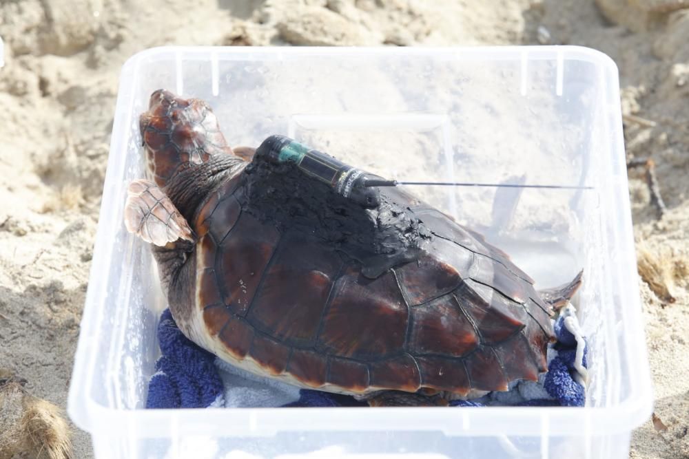 Liberadas 26 tortugas ibicencas en ses Salines