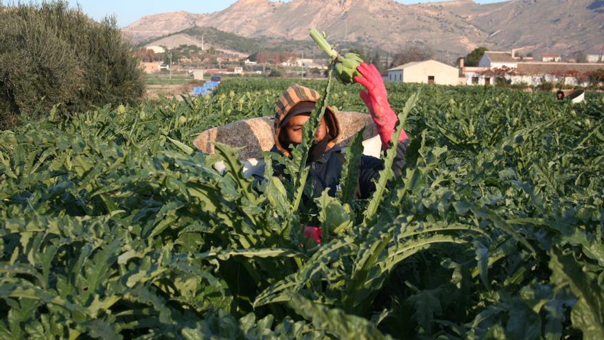 Los agricultores murcianos dudan de que el nuevo registro de contratos pueda evitar la venta a pérdidas