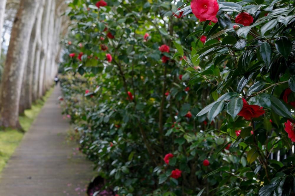 Camelias en el Botánico