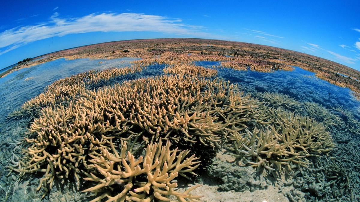 silueta de arrecife de coral