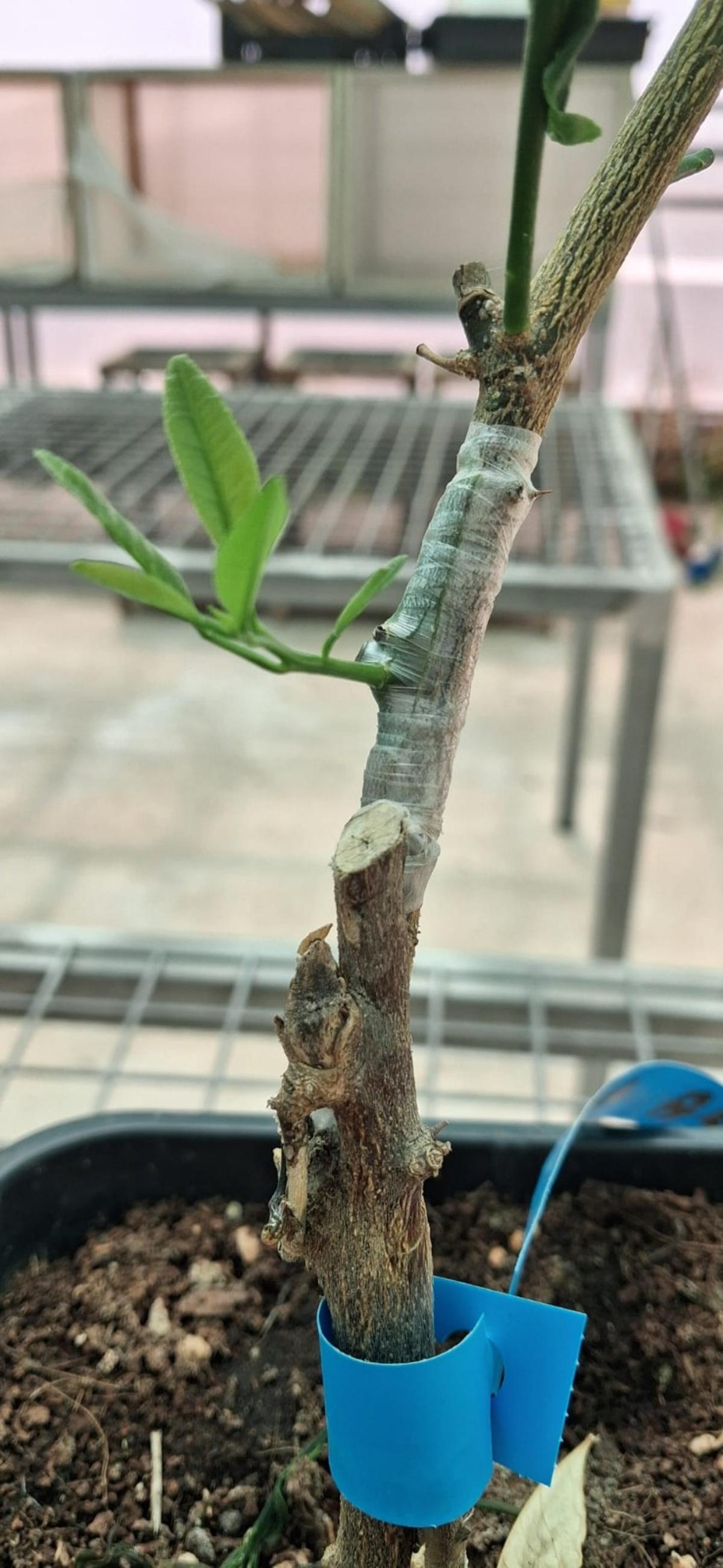 Injerto de un limonero, analizado por los investigadores del Ivia e Imida.