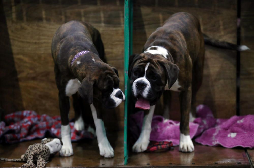 Crufts 2019: L'exhibició de gossos més gran del món