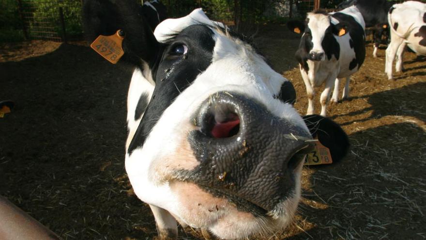 Vacas de la explotación ganadera de Puente Tocinos