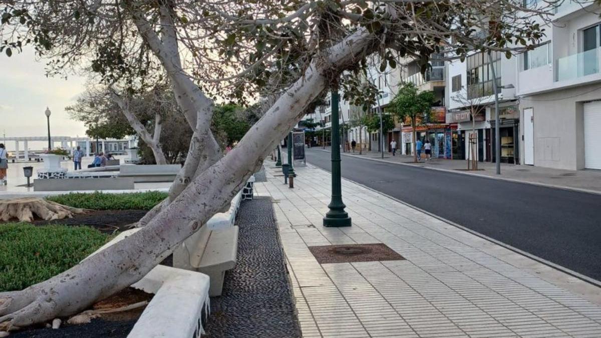 El ‘Ficus australis’ que el Ayuntamiento quiere talar por su peligrosidad. | | LP/DLP