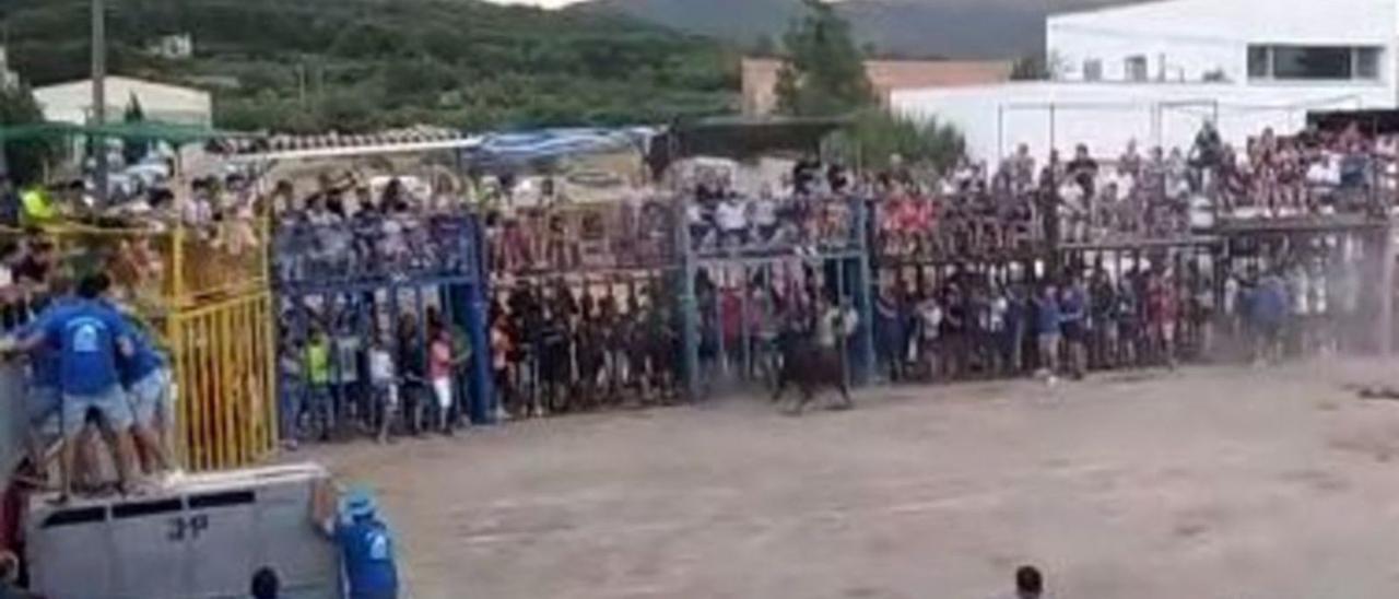 Uno de los espectáculos taurinos en la fiestas de Algímia. | LEVANTE-EMV