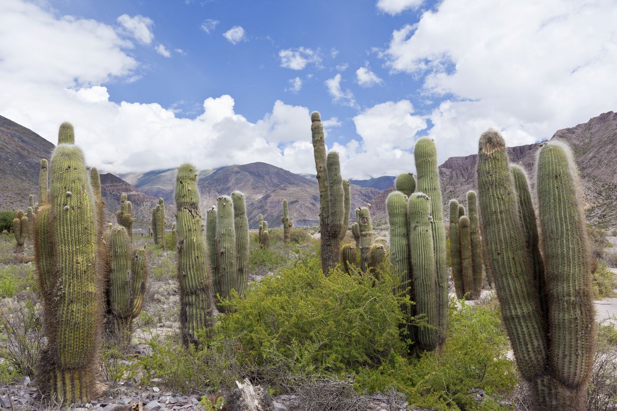 Cactus cerca de Tilcara Argentina Jujuy Quebrada de Humahuaca.