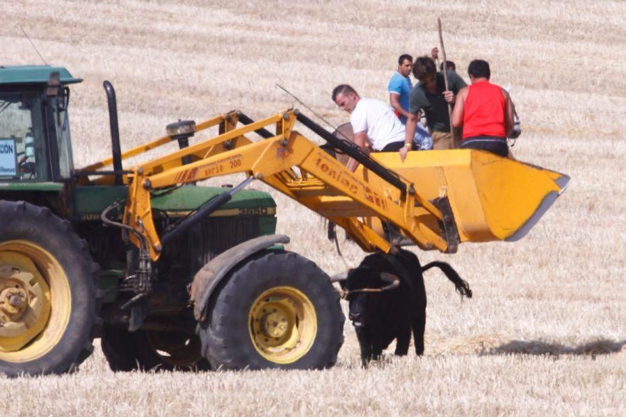 Fiestas en Zamora: Encierro campero en VIllaescusa