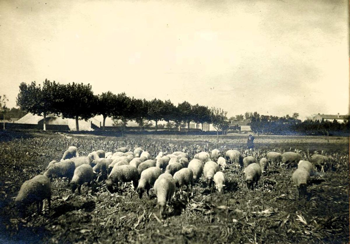 Rebaño de ovejas en los campos de la Granja Agrícola de Zaragoza.
