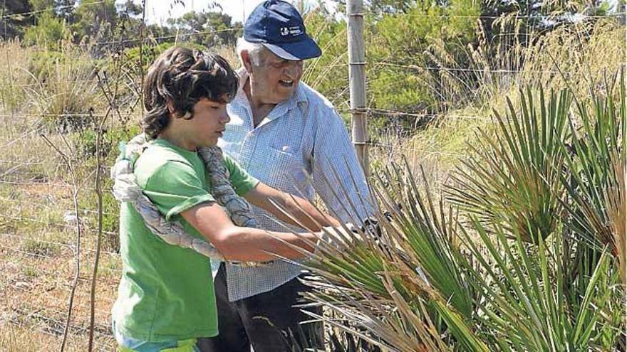 La Obreria de Sant Antoni de Capdepera recolecta unos 600 kilos de palmito