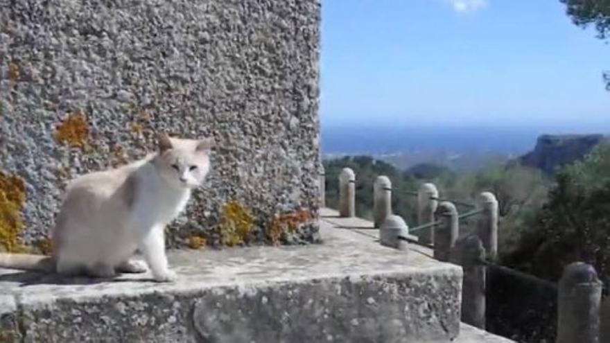 Die Katzen vom Santuari Sant Salvador