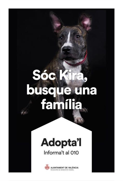 València pone cara y nombre a los perros de Benimàmet que buscan familia de adopción