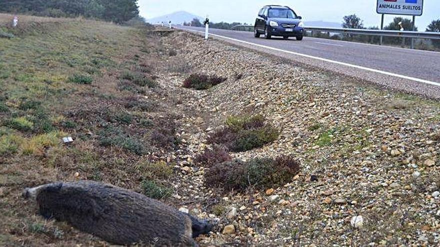 Un jabalí atropellado en la N-631