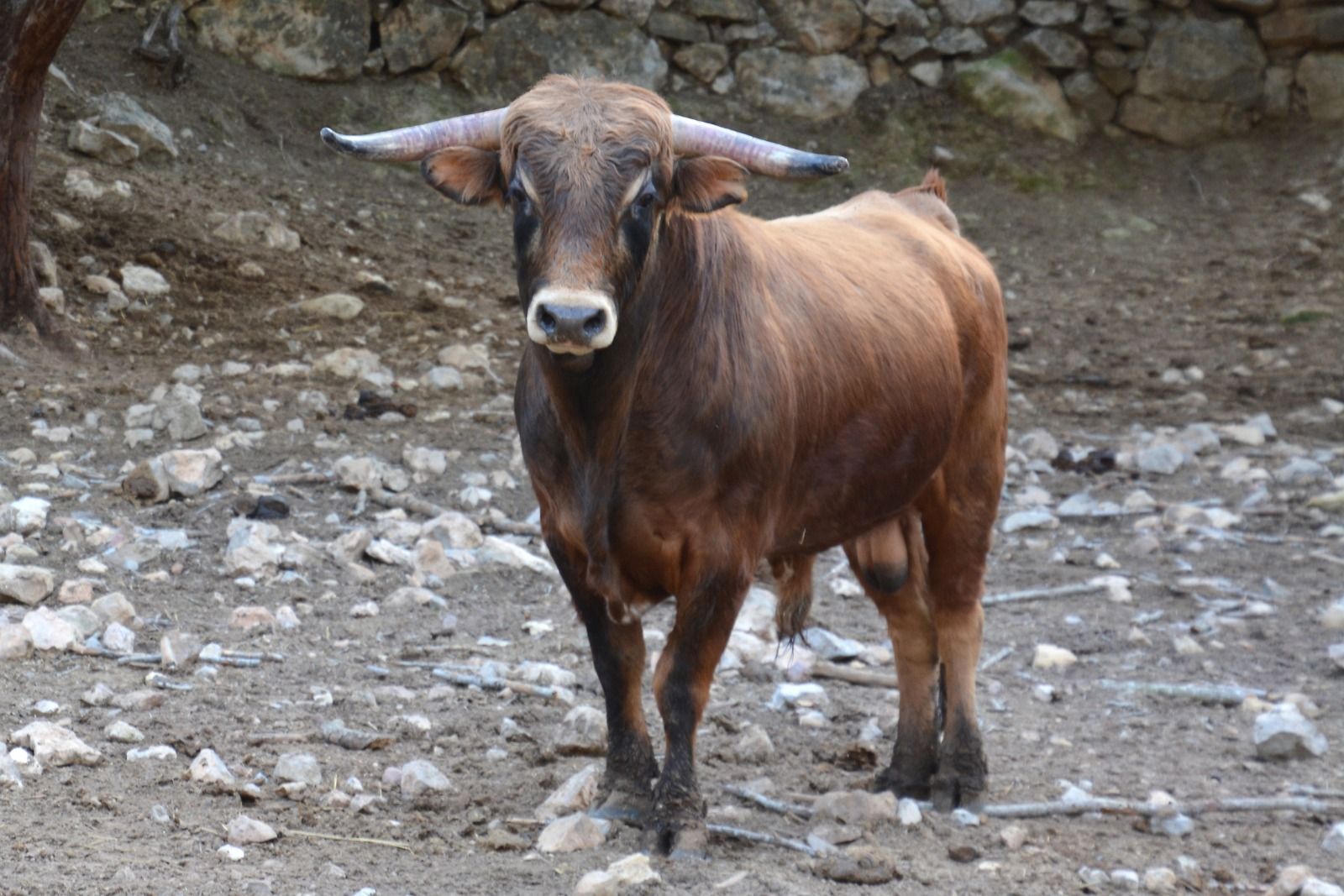 Naturaleza y plenitud: así viven los toros de la ganadería de Daniel Ramos