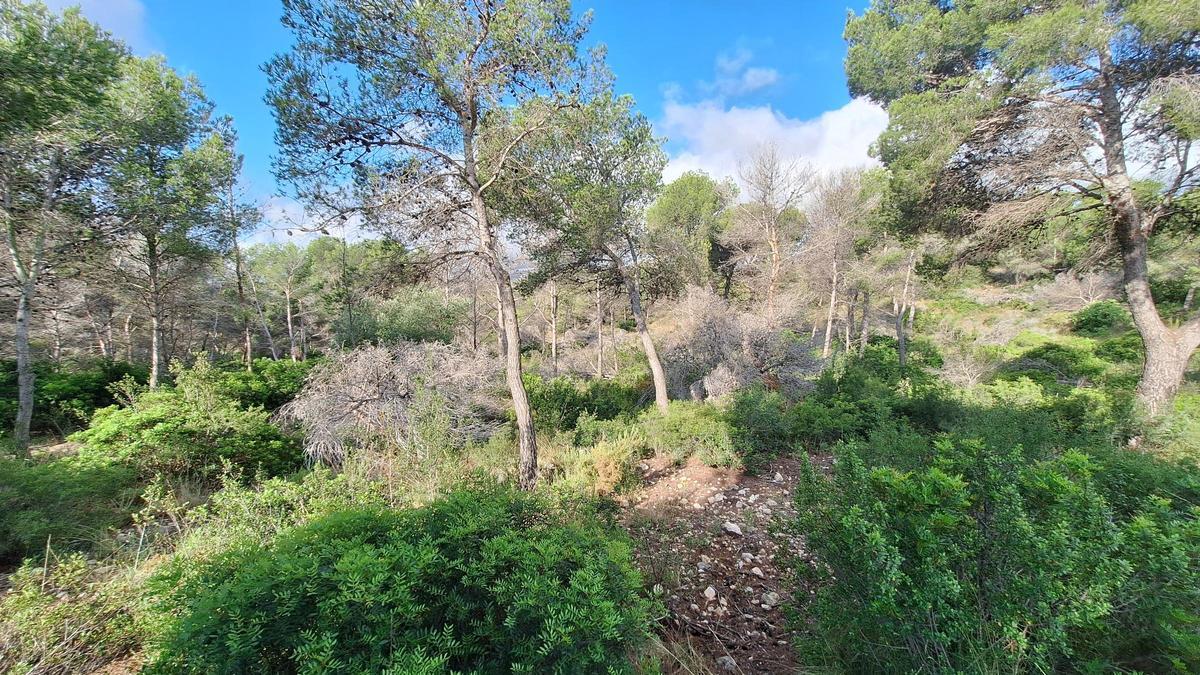 Los pinos secos y muertos abundan también en la Granadella