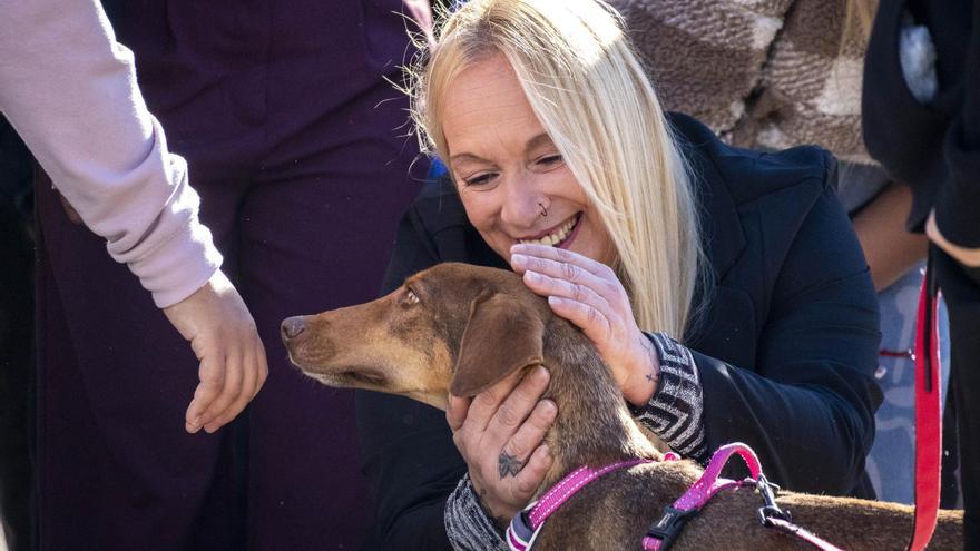 Emotivo desfile de adopción de los perros afectados por la DANA de Valencia