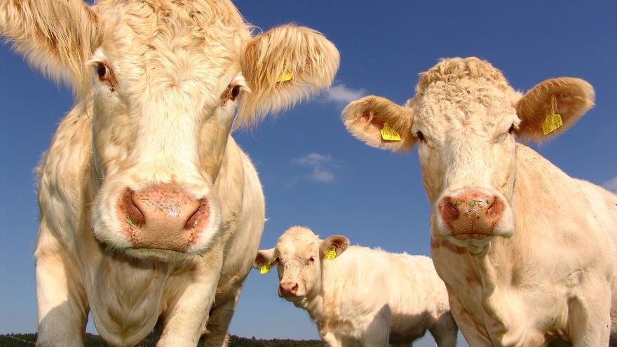 La mitad de los europeos está reduciendo su consumo de carne, según una encuesta