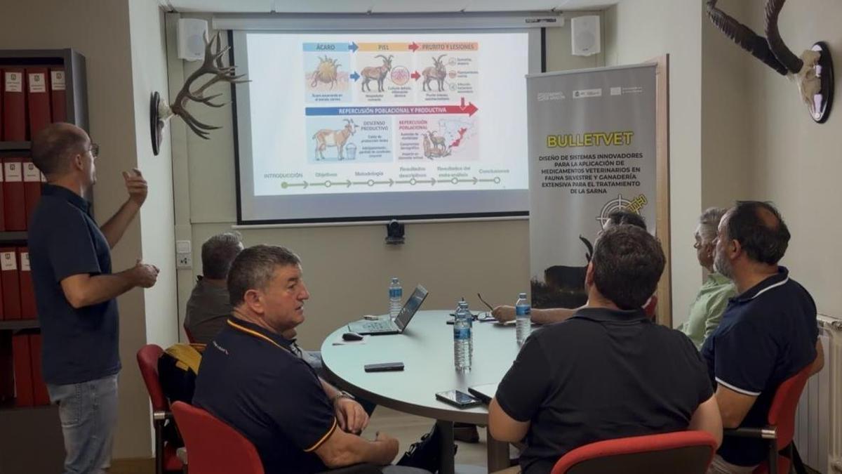 El proyecto Bullvet busca desarrollar un sistema pionero para administrar tratamientos veterinarios a distancia a ejemplares de cabra montés afectados por sarna sarcóptica en la comunidad aragonesa.