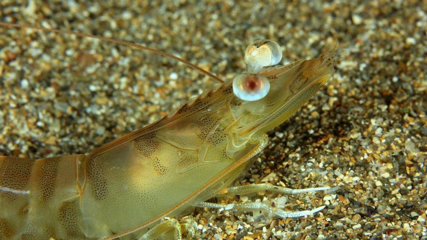 La UMU busca criar por primera vez en cautividad el langostino mediterráneo