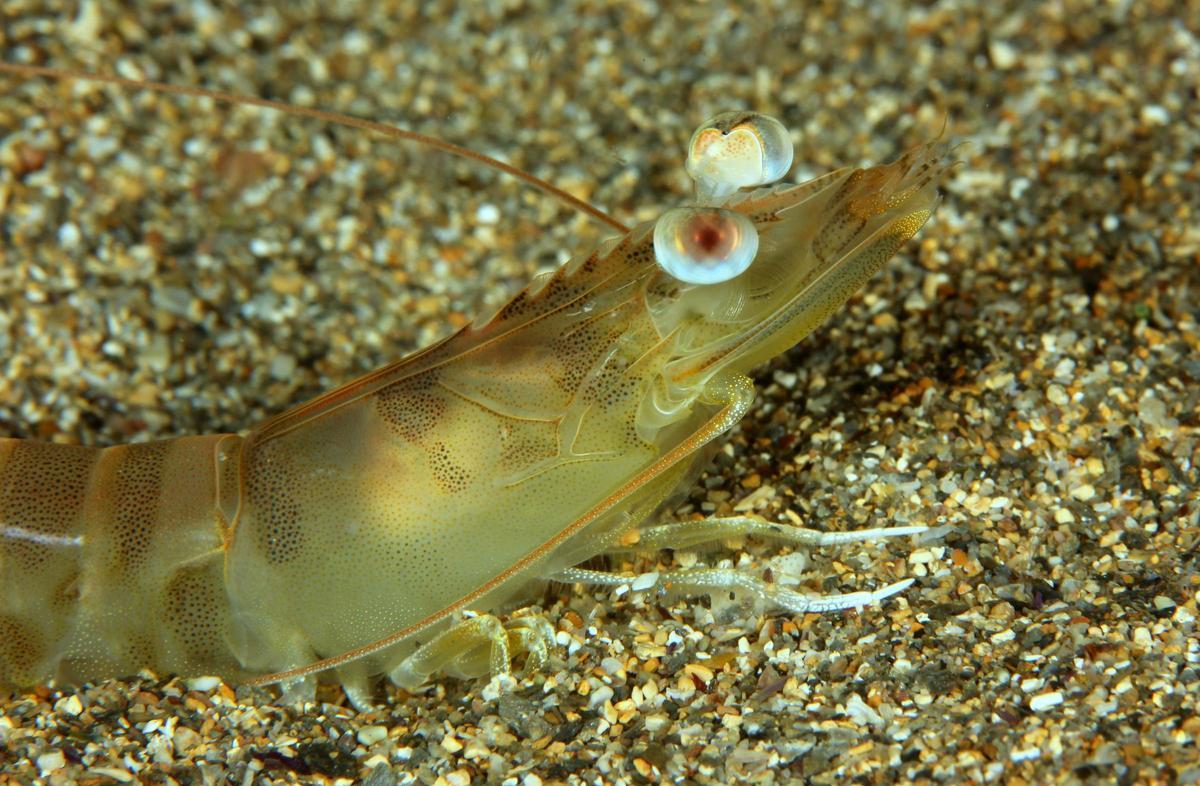 La ciencia murciana se lanza a criar el langostino mediterráneo en cautividad