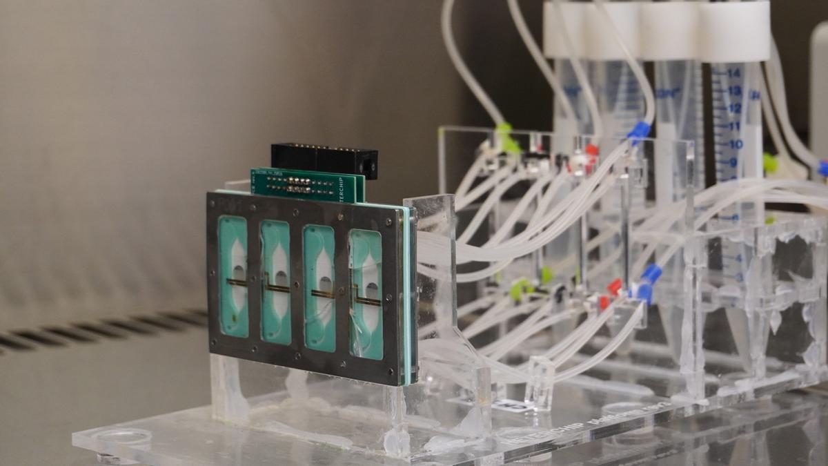Imatge del nou model cardíac