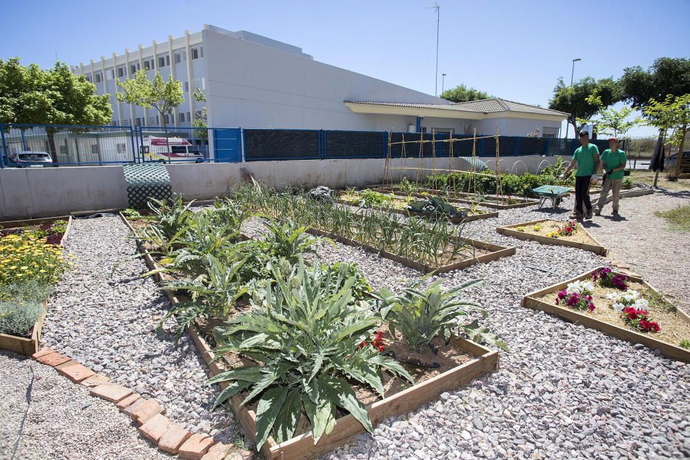 Hort interdisciplinari a l'IES Maltide Salvador de Castelló