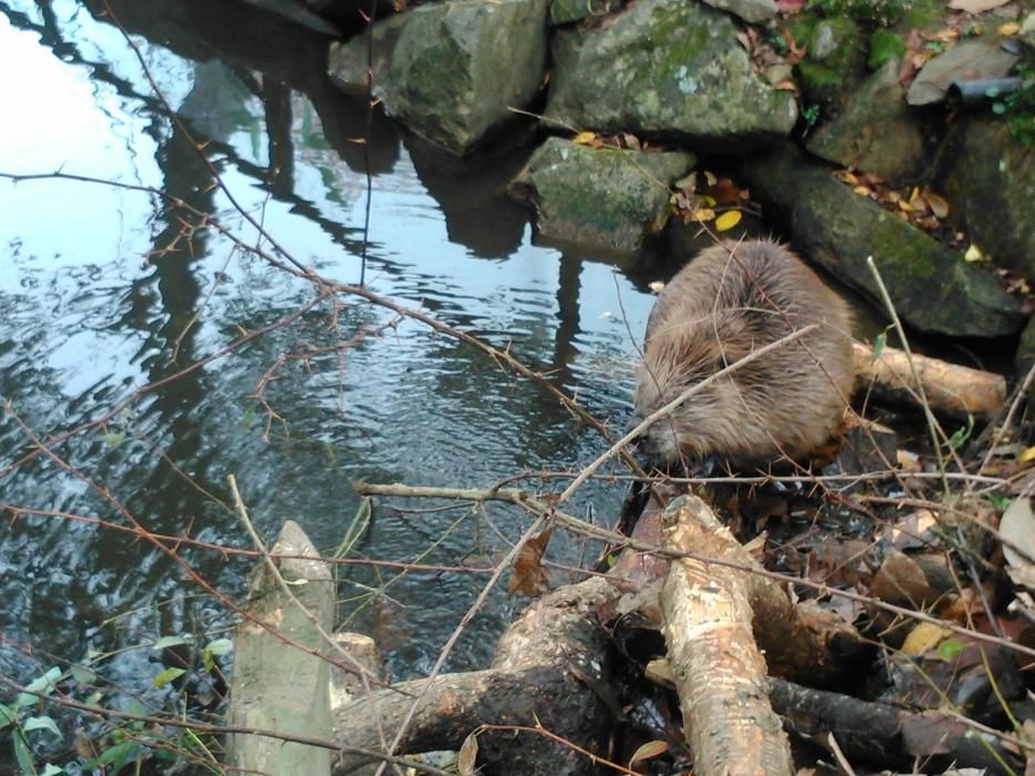 Vigozoo gana un lince y una castora