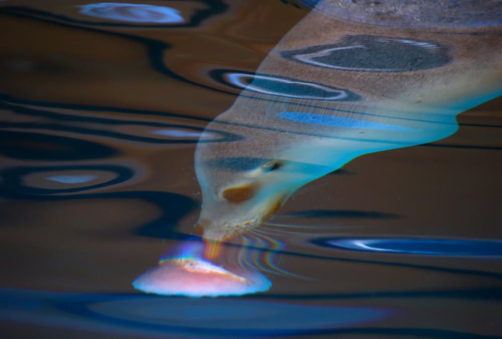 Un león marino australiano lame un trozo de hielo con un pez en el interior en el  Zoo de Sydney Taronga, Australia.