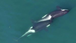 Dos orcas realizando la extraña práctica de aseo.