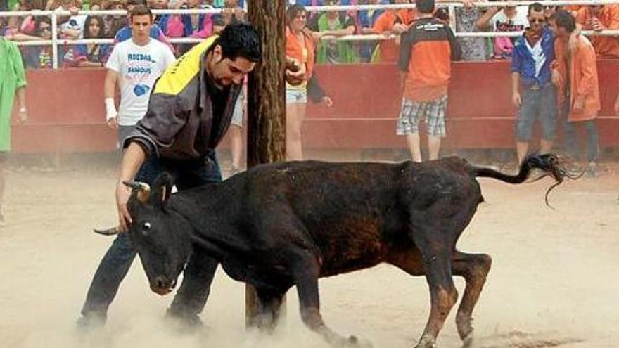 El Parlament insta el Govern a prohibir les festes amb braus, com les de Santpedor i Cardona