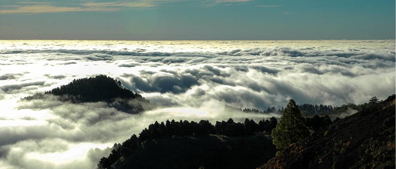 Vista de los pinares de Montaña Codeso entre el mar de nubes.