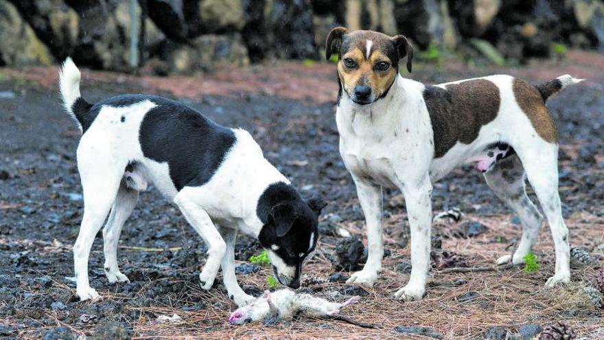 El perro que ladró en Inglés