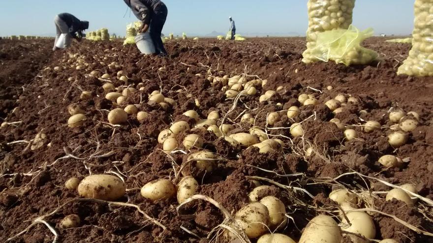 ¿Qué ocurre con los brotes de las patatas?