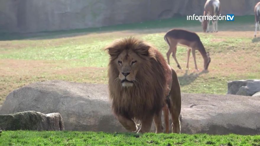 Bioparc celebra el Día Mundial de los Animales ensalzando la figura de sus cuidadores