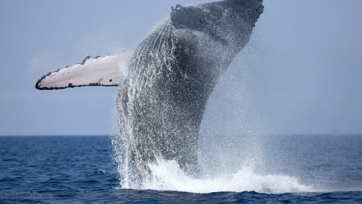 Avistamiento ballenas, Riviera Nayarit